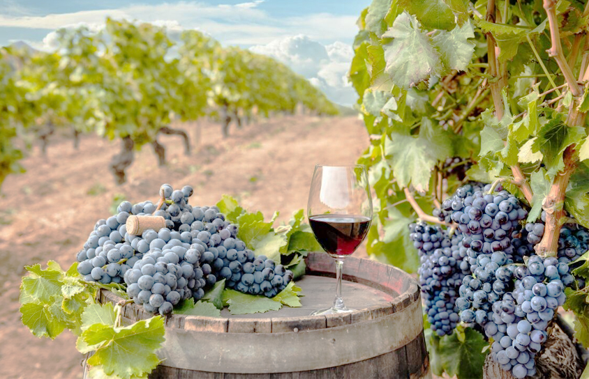 Winemaker Koketso Motaung toasts to inaugural wine festival in Klerksdorp